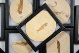 Knightia Fossil Fish From Wyoming with Display Case - 2 to 2 1/2" - Photo 4